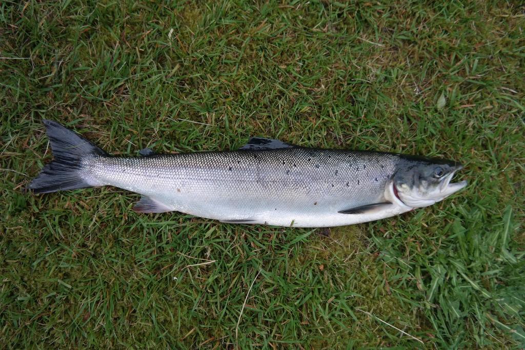 Holmset Camping And Fishing Namdalseid Екстер'єр фото